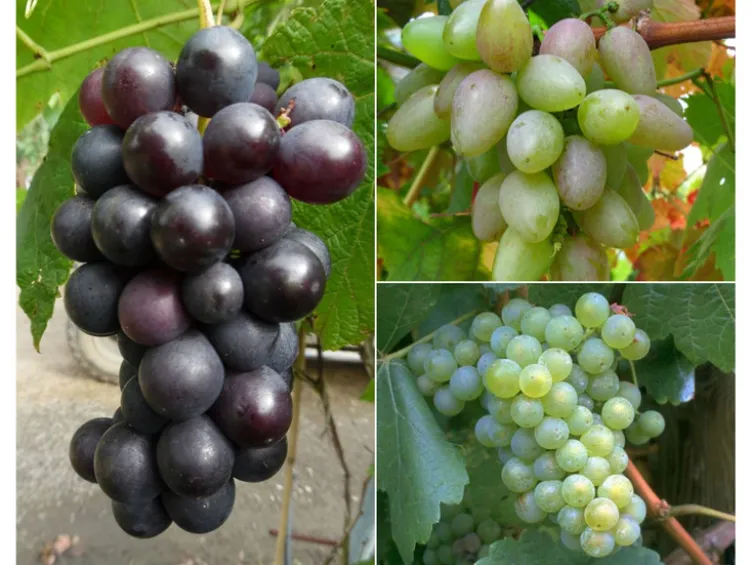 Weinreben »Suffolk Red«, »Phoenix« und »Regent«, 3 Pflanzen in rot, weiß und blau, robust