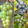 Weintrauben »Suffolk Red«, »Venus« und »Lakemont«, 3 Pflanzen, kernlos, pilzfest