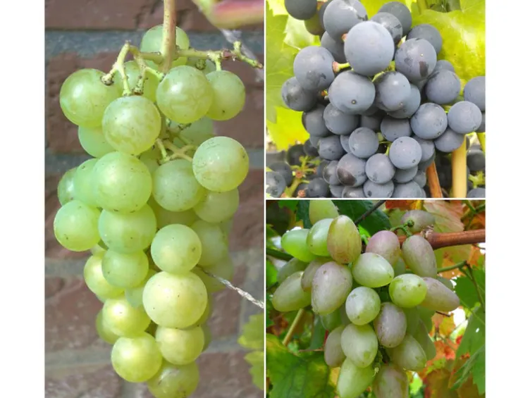 Weintrauben »Suffolk Red«, »Venus« und »Lakemont«, 3 Pflanzen, kernlos, pilzfest