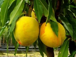 Zwergobstbaum, Pfirsich »Bonanza« und Nektarine »Redgold«, 2 Pflanzen je im 5 Liter Topf